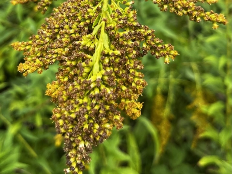 Blühender Eindringling