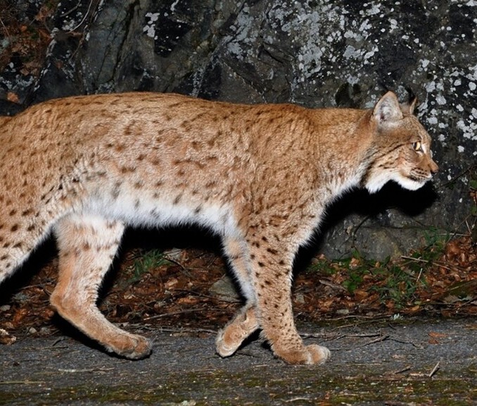 Bild von einem Luchs