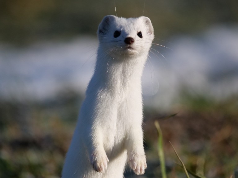 stoat
