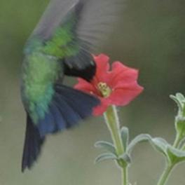 Foto eines Kolibris, der Nektar aus einer Blüte trinkt.