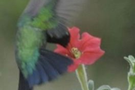 Foto eines Kolibris, der Nektar aus einer Blüte trinkt.