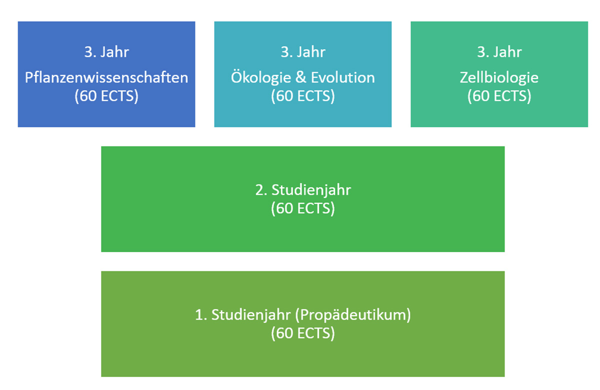 Studienaufbau Biologie